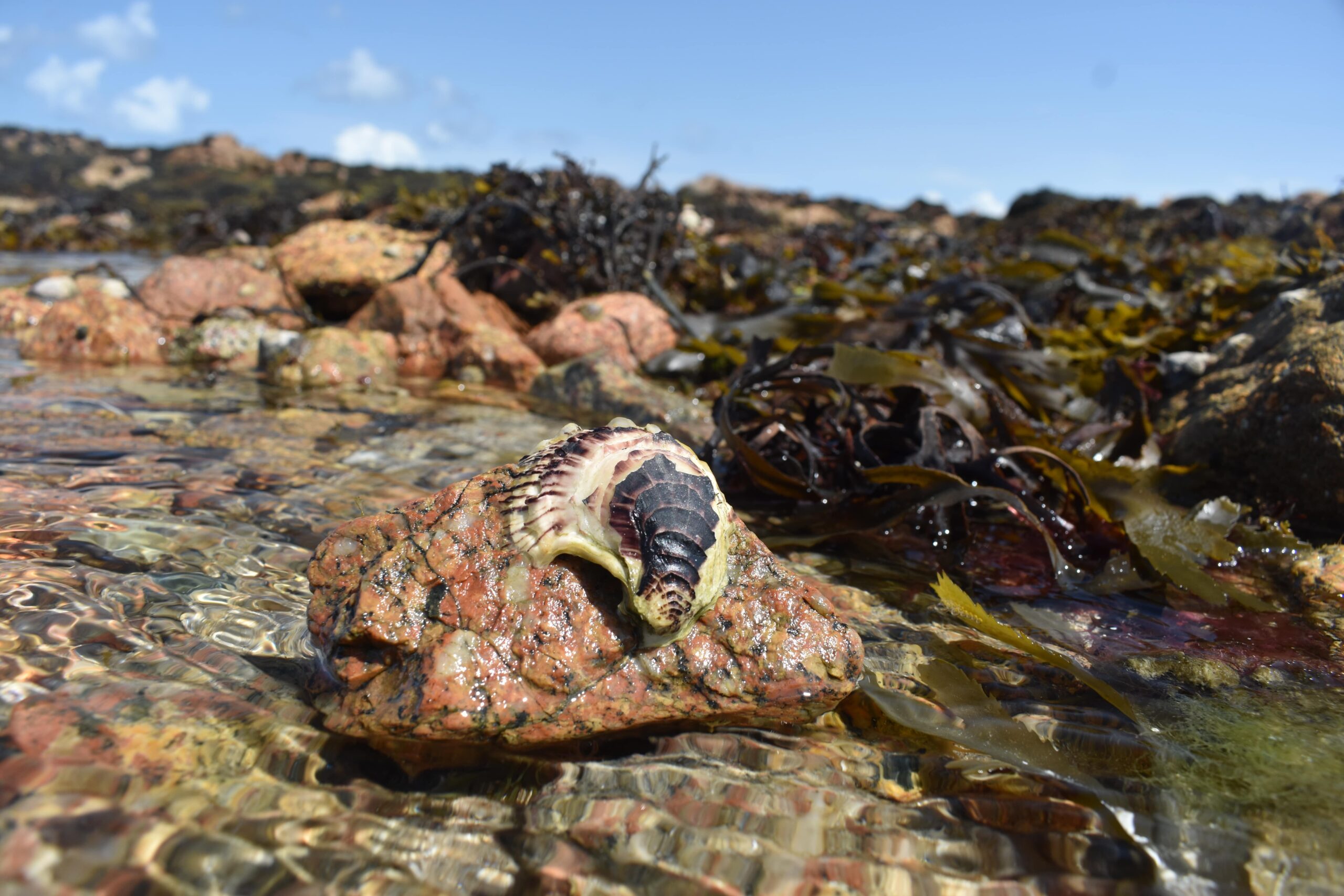 Luke Helmer_Pacific oyster settled on a rock in Jersey-min